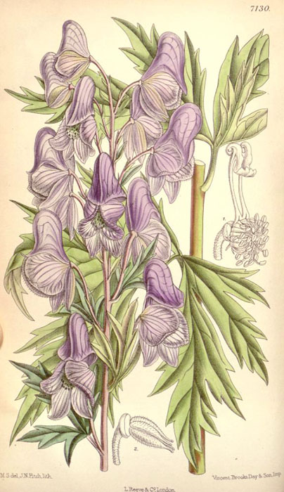 <i>Aconitum fischeri</i>
