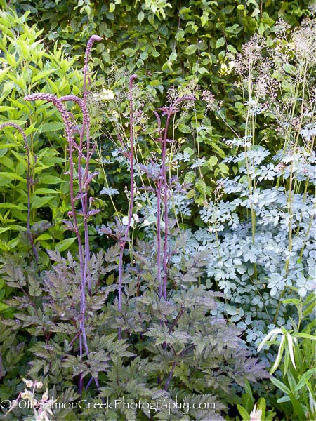 Actaea simplex Atropurpurea