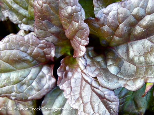 Ajuga reptans Catlin’s Giant