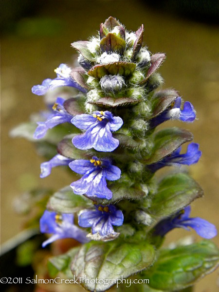 Ajuga reptans ‘Catlin’s Giant’