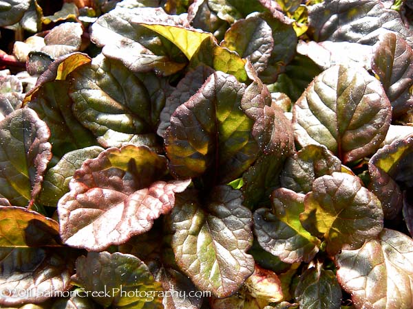 Ajuga reptans Catlin’s Giant