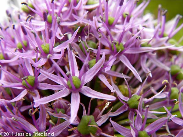 Allium ‘Gladiator’