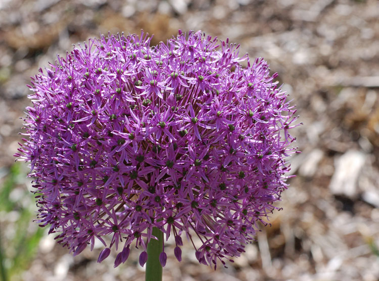 <i>Allium</i> ‘Gladiator’