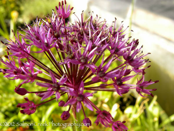 Allium hollandicum ‘Purple Sensation’