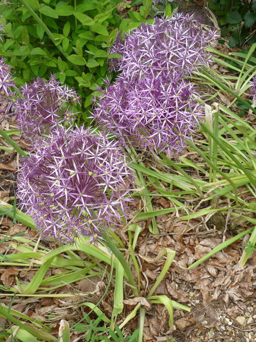 Allium christophii