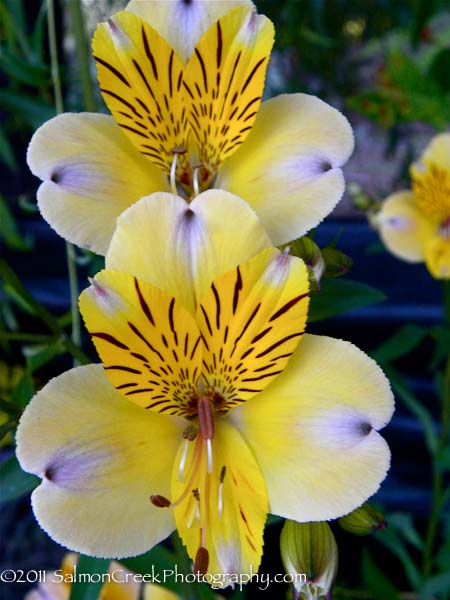 Alstroemeria violacea Yellow Friendship