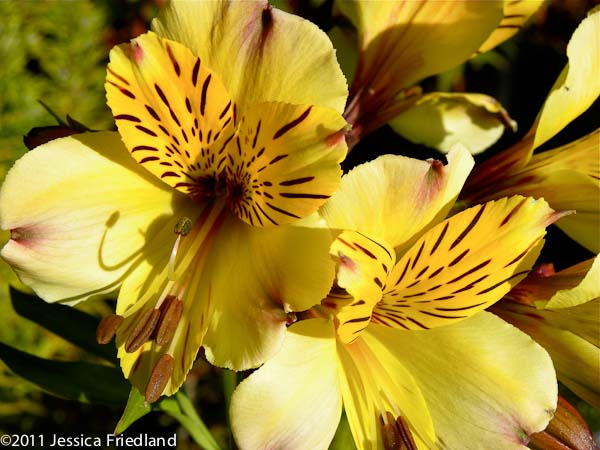 Alstroemeria violacea ‘Yellow Friendship’