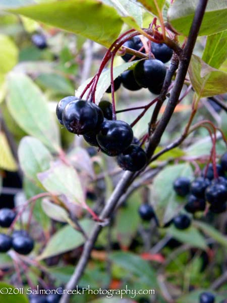 Aronia melanocarpa Iroquois Beauty