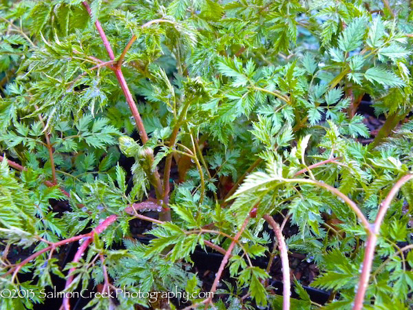 Aruncus ‘Horatio’