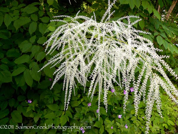 Aruncus dioicus Zweiweltenkind