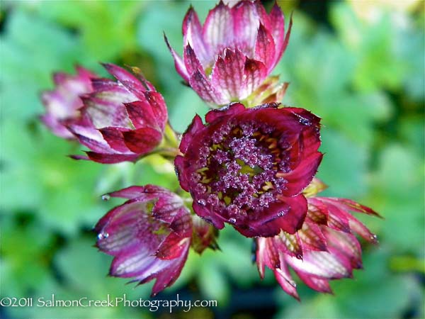 Astrantia major Moulin Rouge