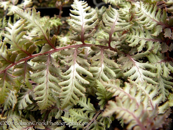 Athyrium niponicum