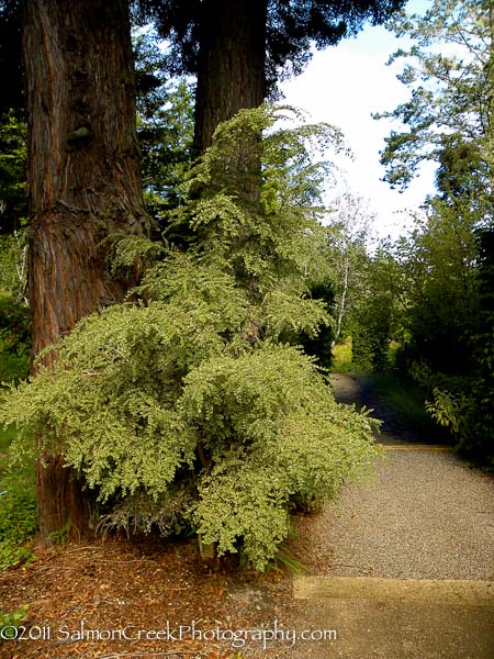 Azara microphylla Variegata