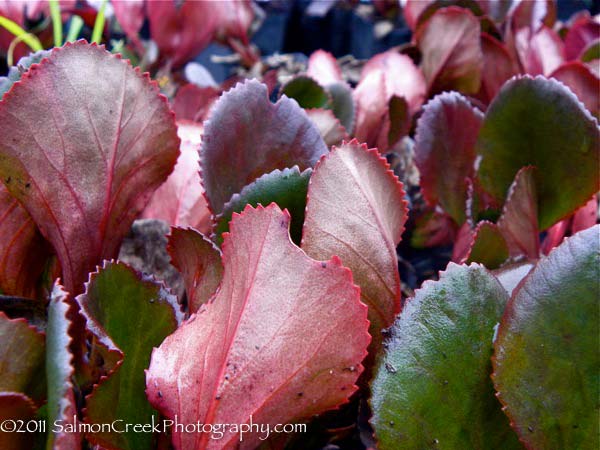 Bergenia ‘Bressingham Ruby’