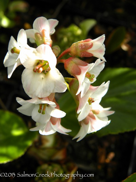 Bergenia ‘Magic Giant’