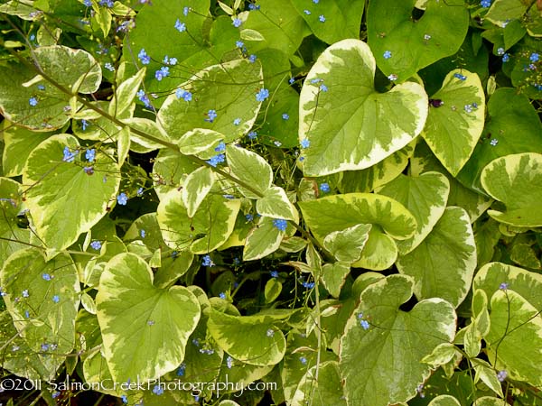 <i>Brunnera macrophylla</i> ‘Dawsons White’