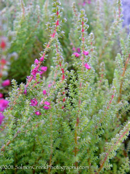 Calluna vulgaris ‘Corbett’s Red’