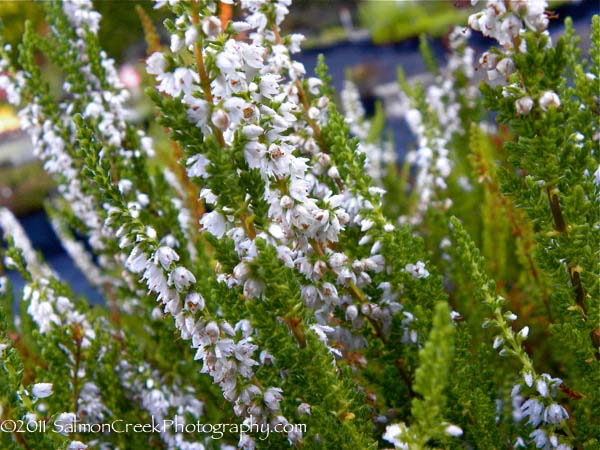 Calluna vulgaris October White