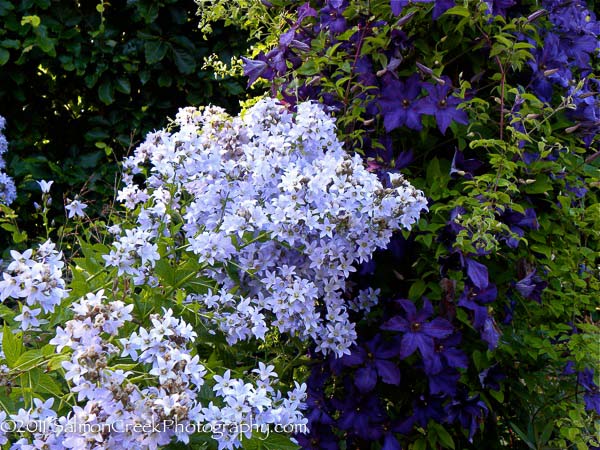 Campanula lactiflora ‘Prichards Variety’