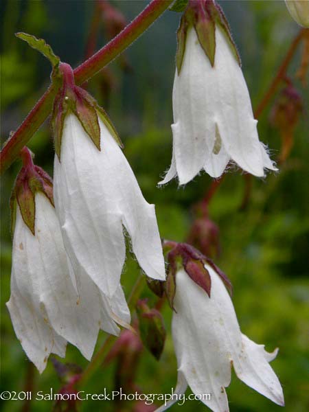 Campanula alliariifolia