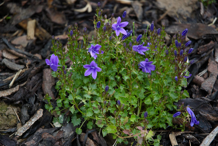 Campanula portenschlagiana