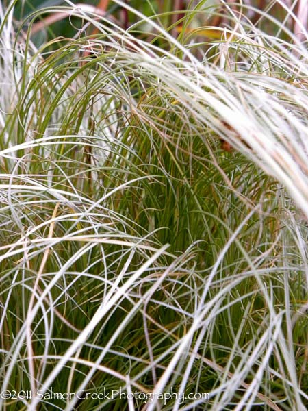 Carex albula ‘Frosted Curls’