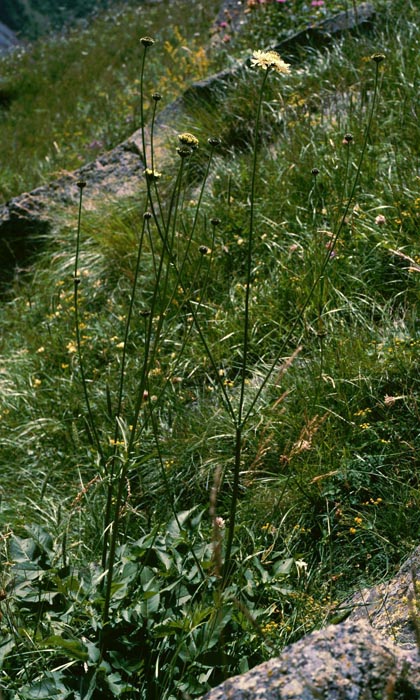 Cephalaria gigantea