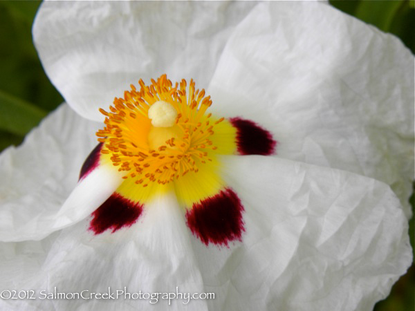 Cistus x purpureus ‘Alan Fradd’