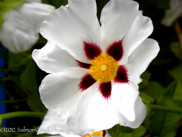 Cistus ‘Snow Fire’