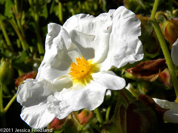 Cistus populifolius