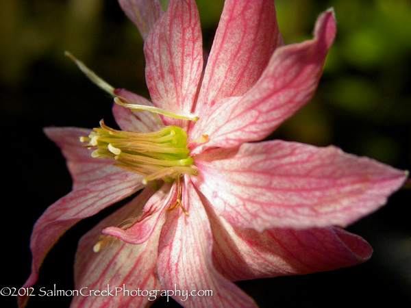 Clematis montana ‘Broughton Star’