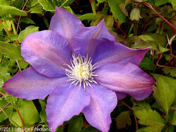 Clematis ‘H. F. Young’