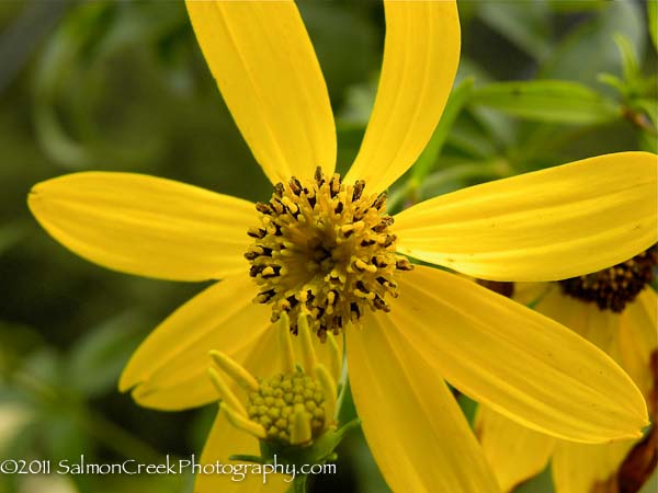 Coreopsis tripteris