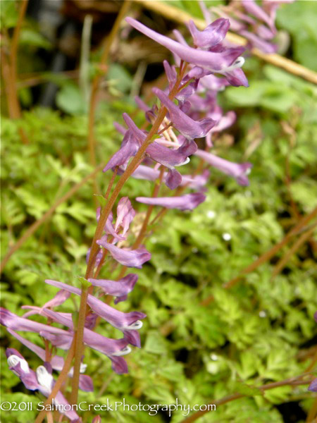 Corydalis ‘Blackberry Wine’