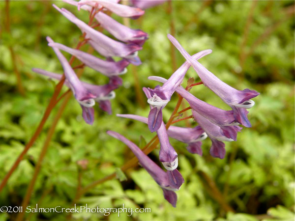 Corydalis ‘Blackberry Wine’