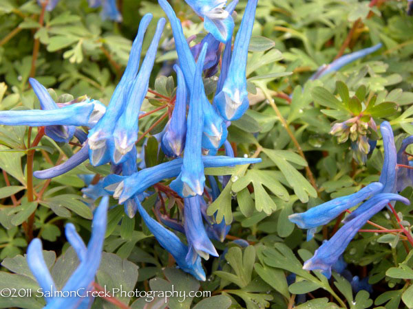 Corydalis curviflora Blue Heron