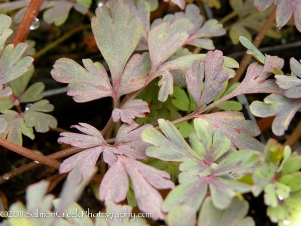 Corydalis flexuosa Purple Leaf