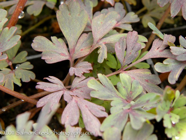 Corydalis flexuosa ‘Purple Leaf’