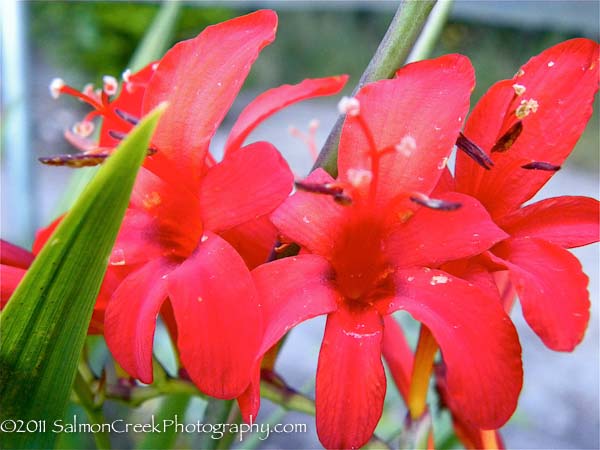 Crocosmia ‘Lucifer’