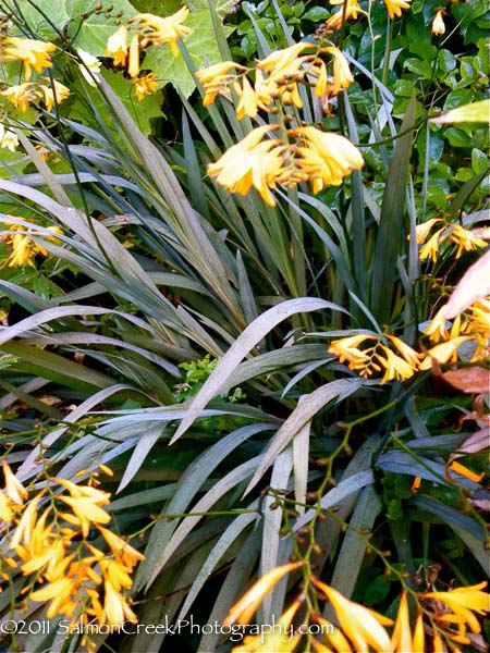 Crocosmia ‘Solfaterre’