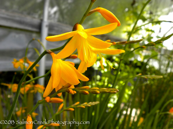 Crocosmia ‘Solfaterre’