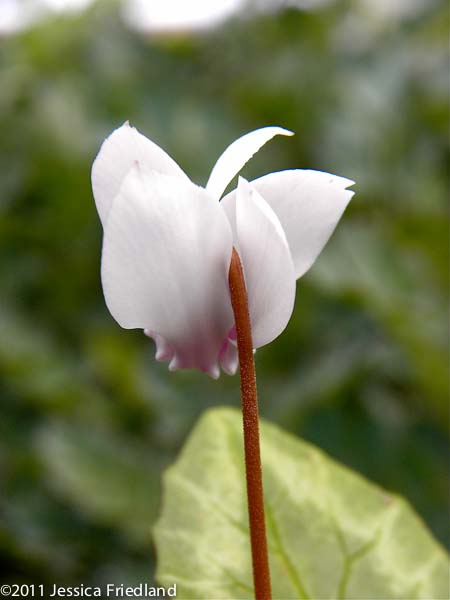 <i>Cyclamen hederifolium</i> ‘White Pearls’