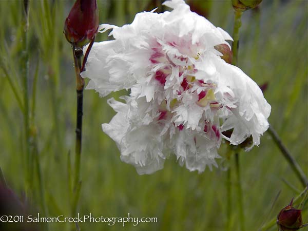 Dianthus Bridal Veil