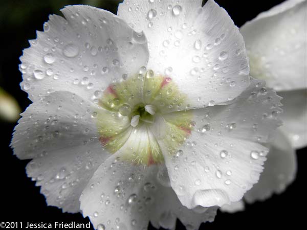 Dianthus Charles Musgrave