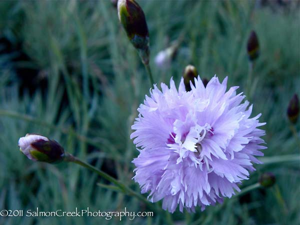 Dianthus ‘Gloriosa’