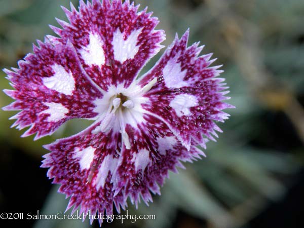 Dianthus Nancy Lindsay