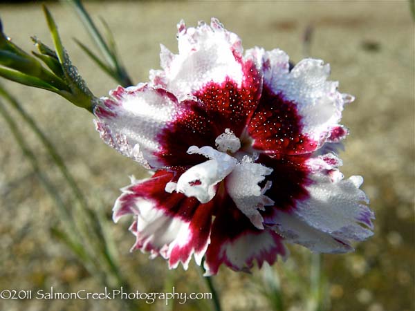 <i>Dianthus</i> ‘Pheasant’s Ear’