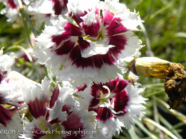 Dianthus ‘Pheasant’s Ear’