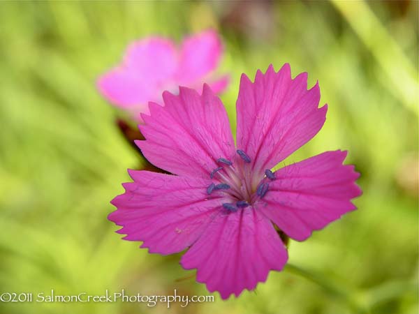 Dianthus carthusianorum