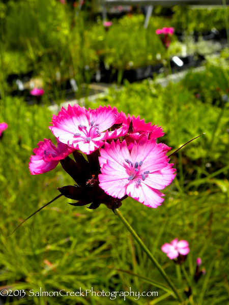 Dianthus carthusianorum